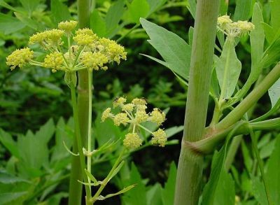 Levisticum officinale Seeds | Lovage
