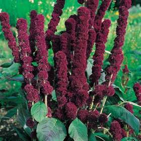 Amaranthus caudatus Seeds | Love-lies-bleeding