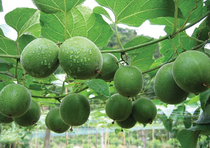 Siraitia grosvenorii Seeds | Grosvenor Momordica