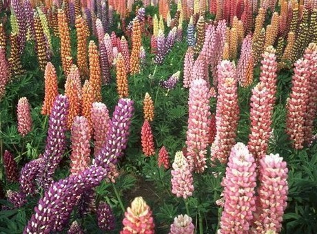 Lupinus Seeds | Lupine