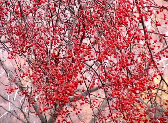 MOUNTAIN ASH seeds Sorbus sitchensis | BELL Garden Company,Wholesale ...