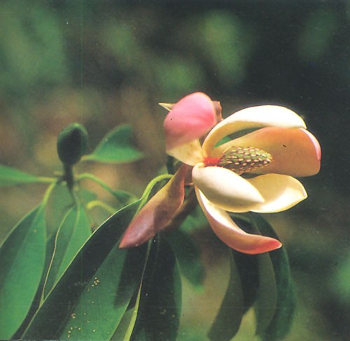 Magnolia seeds (Magnolia)