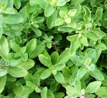Origanum majorana Seeds | Marjoram