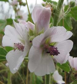 Althaea officinalis Seeds | Erfurter Marshmallow