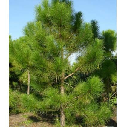 Masson's Pine seeds (Pinus massoniana)