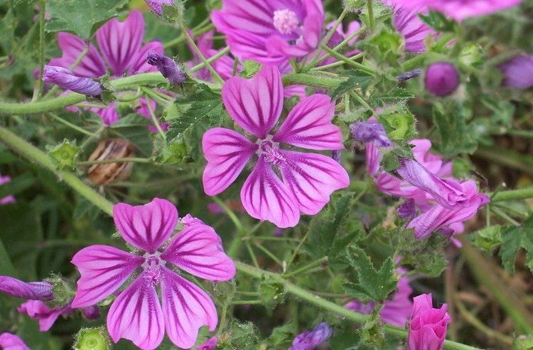 Malva sylvestris subsp. mauritanica Seeds | Mauritian Mallow