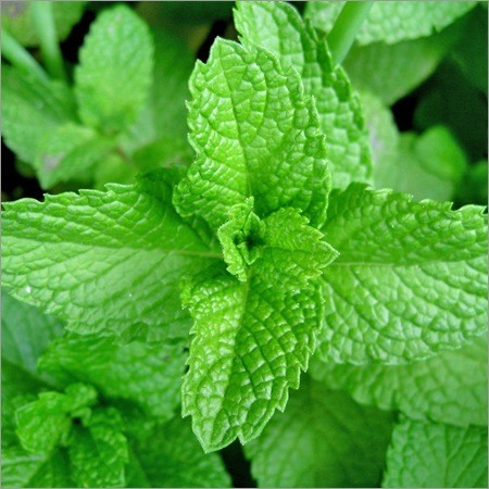 Mentha spicata Seeds | Menthol Mint / Spearmint