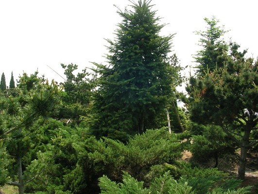 Momi Fir seeds (Abies firma) Momi Fir seeds (Abies firma)