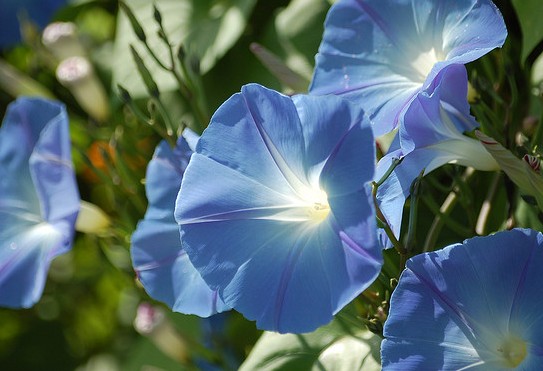 Morning Glory Ipomoea tricolor 'Heavenly Blue' | BELL Garden Company ...
