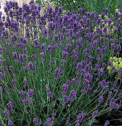 Lavandula angustifolia Seeds | Munstead Lavender