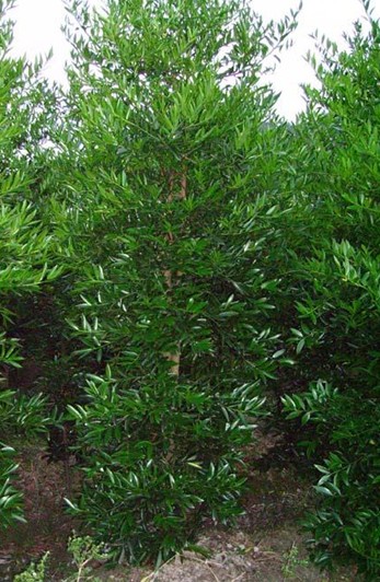 Nagi seeds (Nageia nagi)