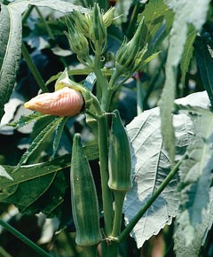 Okra seeds (Abelmoschus esculentus) Okra seeds (Abelmoschus esculentus)