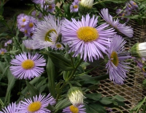 Erigeron speciosus Seeds | Oregon Fleabane