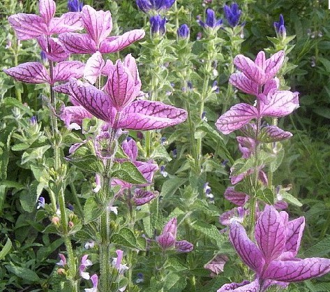 Salvia viridis Seeds | Painted Sage