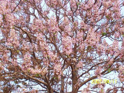 Paulownia tomentosa seeds Royal Empress Tree Seeds | BELL Garden ...