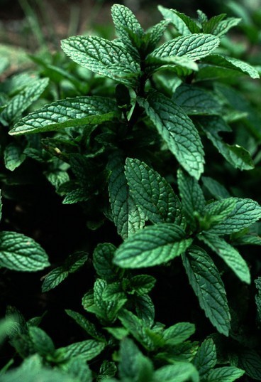 Mentha x piperita Seeds | Peppermint