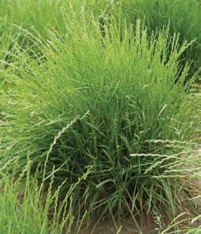 Lolium perenne Seeds | Perennial Ryegrass