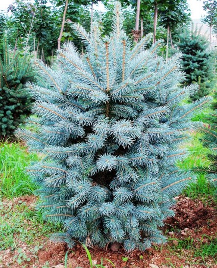 Picea pungens seed | ZHONG WEI Horticultural Products Company,(TOP ...