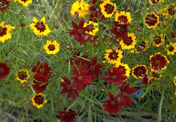 Coreopsis tinctoria Seeds | Plains Coreopsis