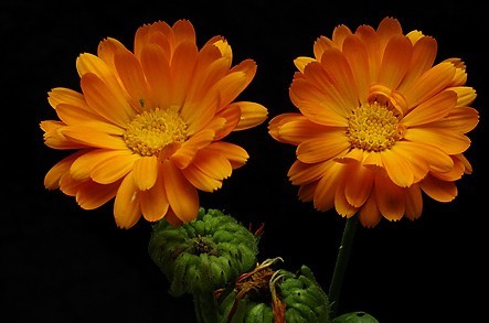 Calendula officinalis Seeds | Pot Marigold