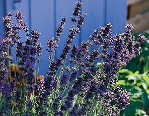 Lavandula angustifolia Seeds | Provence Blue Lavender
