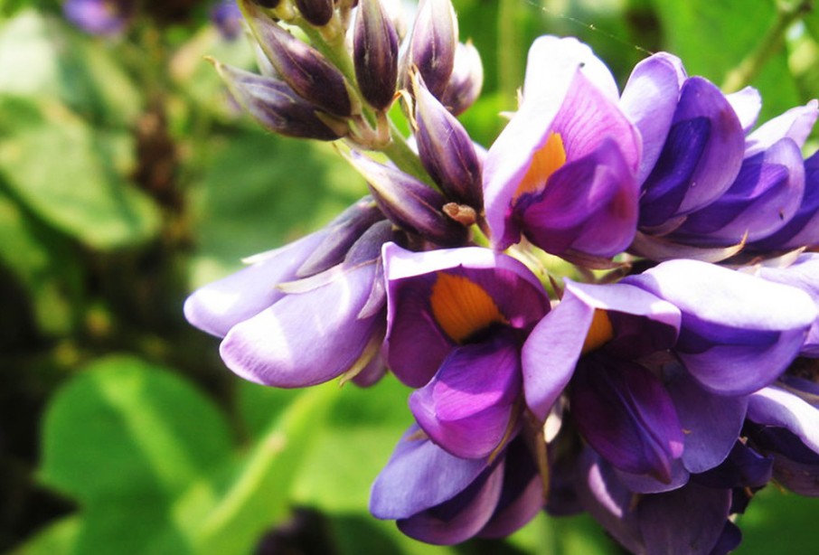 Kudzu seed Pueraria lobata | seedk.com Plant seeds,Alive roots,Medicinal  herbs,medicinal materials.Mass production