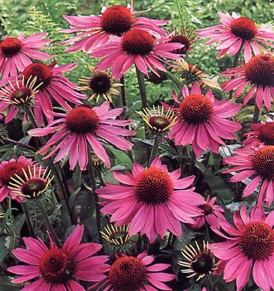 Echinacea purpurea Seeds | Purple Coneflower