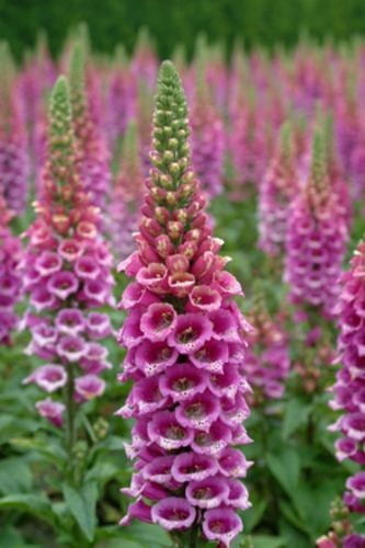 Digitalis purpurea Seeds | Purple Foxglove