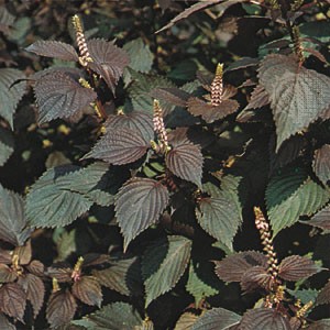 Perilla frutescens Seeds | Purple Perilla