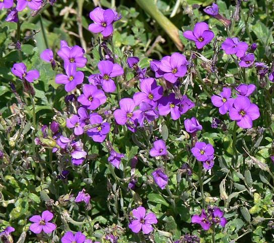 Aubrieta cultorum Seeds | Purple Rock Cress