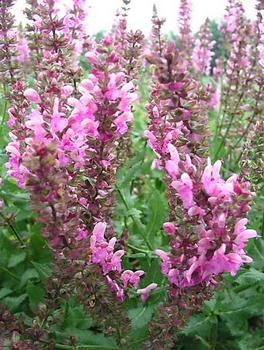 Salvia nemorosa Seeds | Queen Rose Sage