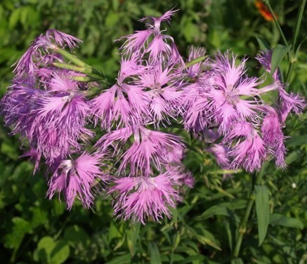 Dianthus × hybrida Seeds | Rainbow Loveliness Dianthus