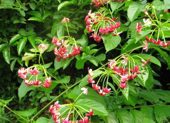 Combretum indicum Seeds | Quisqualis Indica