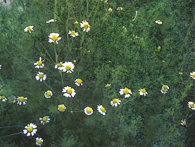 Chamaemelum nobile Seeds | Roman Chamomile
