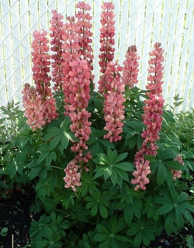 Lupinus polyphyllus Seeds | Lupine Rose