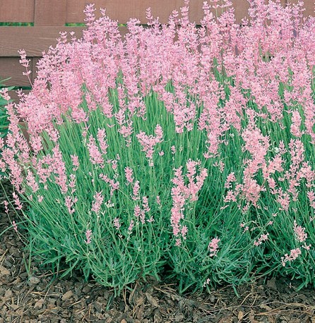 Lavandula angustifolia Seeds | Rosea Lavender