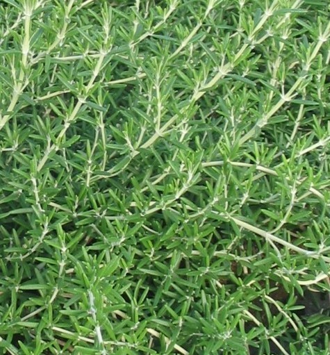 Salvia rosmarinus Seeds | Rosemary Officinalis