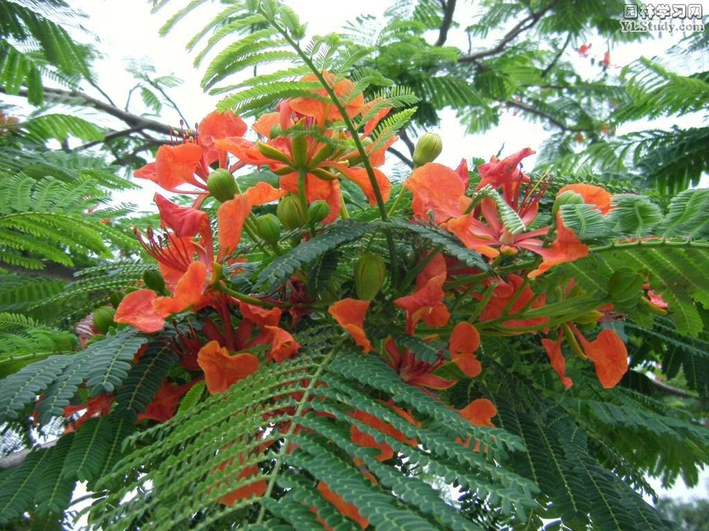 Royal Poinciana seeds (Delonix regia)