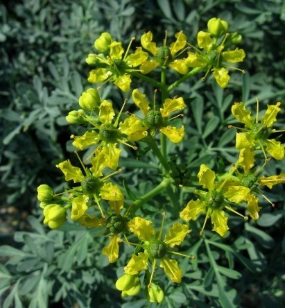 Ruta graveolens Seeds | Rue
