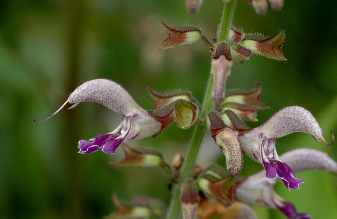 Salvia miltiorrhiza seeds Red Sage Herb Medicinal Herbal | BELL Garden ...