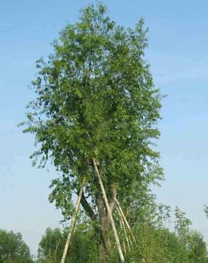 Sandalwood seeds (Santalum album)