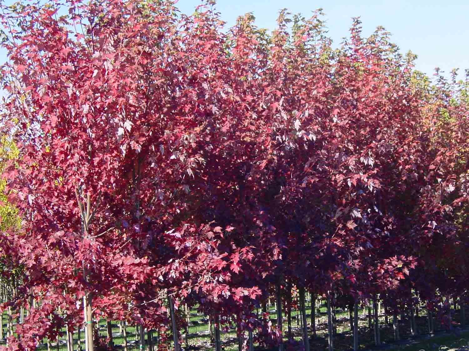 Scarlet Oak seeds (Quercus coccinea) Scarlet Oak seeds (Quercus coccinea)