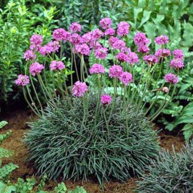 Armeria maritima Seeds | Sea Thrift