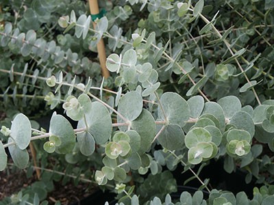 Eucalyptus gunnii Seeds | Silver Dollar Eucalyptus