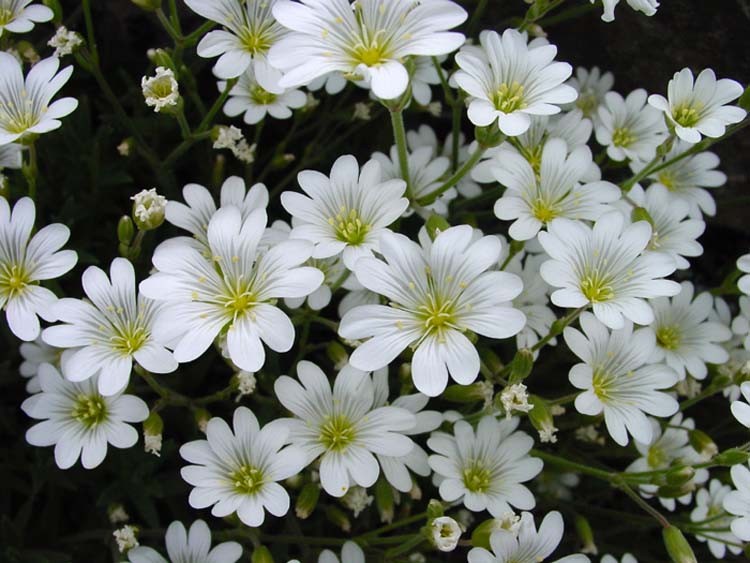 Cerastium Seeds | Snow-in-summer