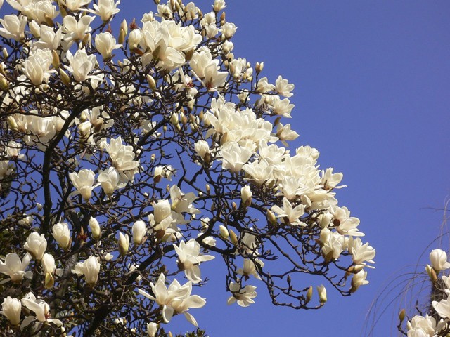 Southern Magnolia seeds (Magnolia grandiflora)