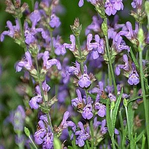 Salvia lavandulifolia Seeds | Spanish Sage