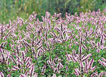 Mentha spicata Seeds | Spearmint