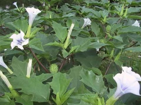 Datura stramonium Seeds | Stramonium