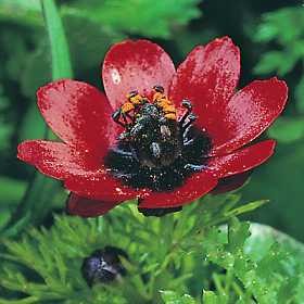 Adonis aestivalis Seeds | Summer Pheasant's-eye
